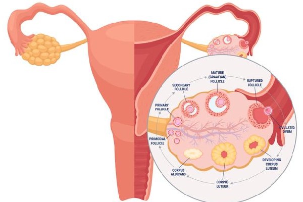 卵巢囊肿的症状与危害有哪些 与哪些因素有关