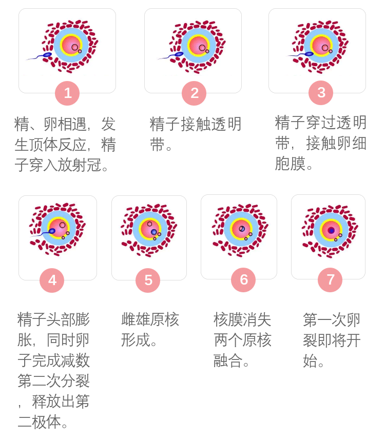 胚胎受精解读：2PN、0PN、1PN有什区别？