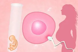 子宫内膜是怎么形成的图片 受什么影响