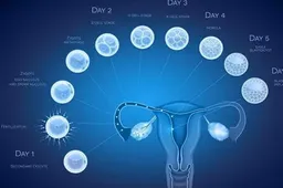4cb囊胚有发育潜力并成功移植能生出健康胎儿吗?