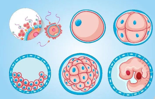 试管婴儿胚胎评分标准大解密：如何筛选最健康的生命？