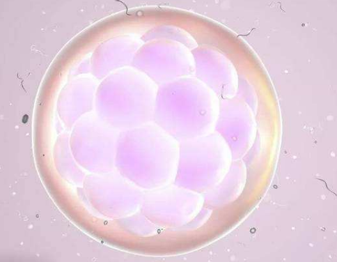 卵泡期长方案与黄体期长方案对试管婴儿结果有影响吗