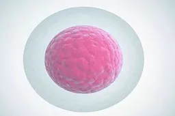 卵泡数量不是决定试管婴儿成功率的唯一因素，卵泡的质量同样重要！