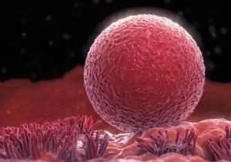 胚胎培养过程 有哪些注意事项
