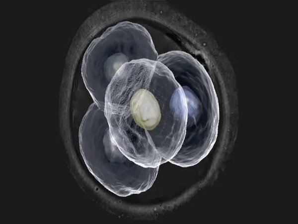 洛阳地区有哪些私立的机构可以做试管技术?试管囊胚移植前降调怎样影响LH的变化?
