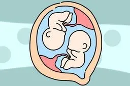 试管婴儿一个囊胚可能生出双胞胎吗？这个有概率