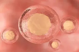 胚胎变形会影响胚胎成功着床的概率，移植前这样做自测胚胎是否变形