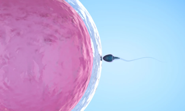 优质胚胎取决于卵子和精子