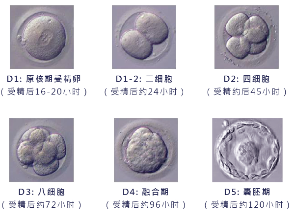 [囊胚质量影响试管成功率